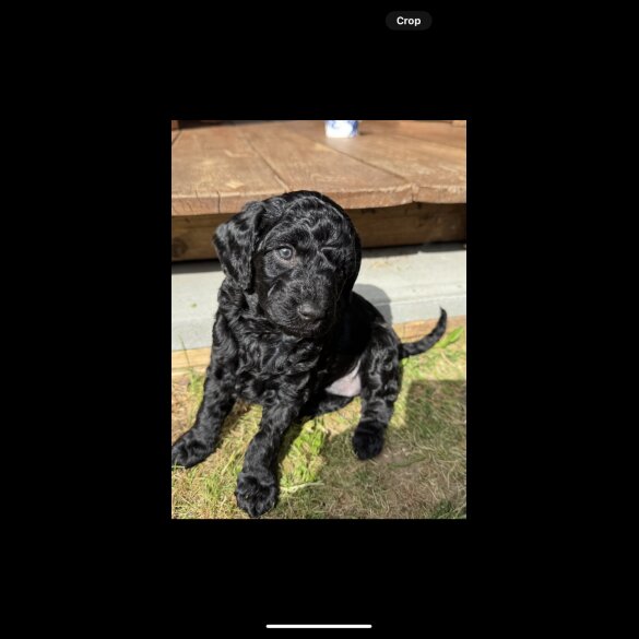 Cockapoo - Both