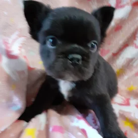 French Bulldog - Both