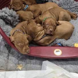 Hungarian Vizsla - Dogs