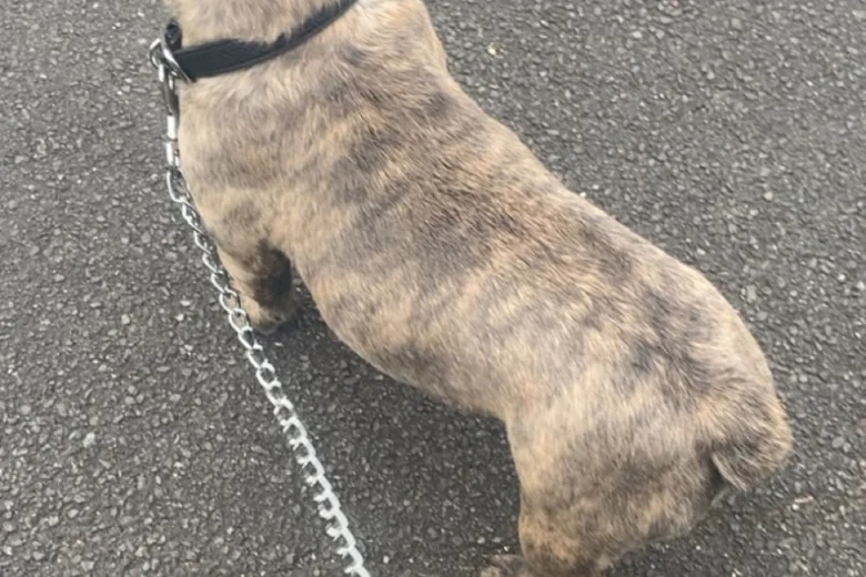 French Bulldog