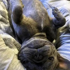 French Bulldog