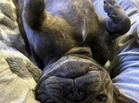 French Bulldog