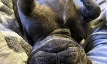 French Bulldog