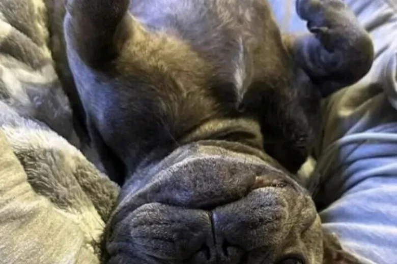 French Bulldog
