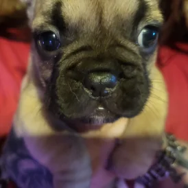 French Bulldog - Both