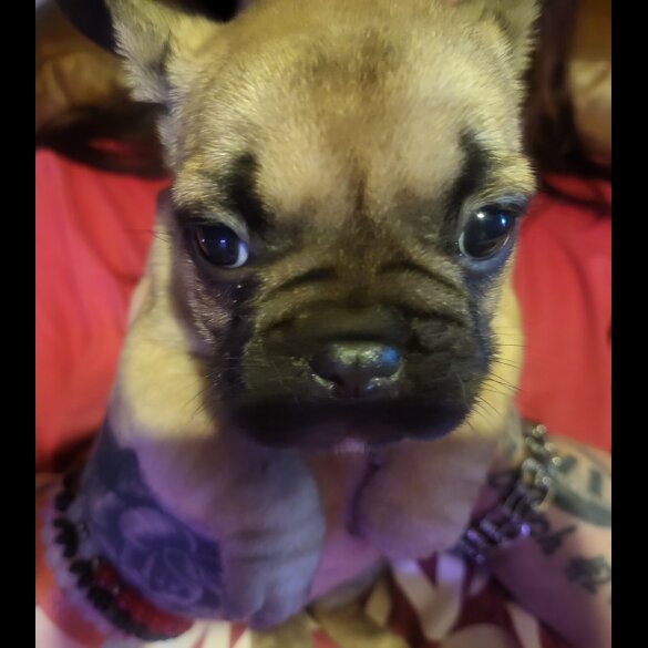 French Bulldog - Both
