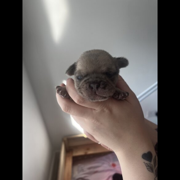 French Bulldog - Both