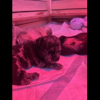 French Bulldog - Both