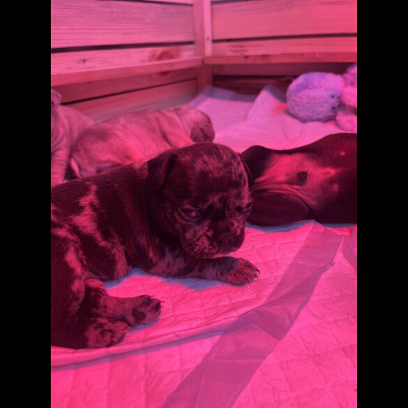 French Bulldog - Both