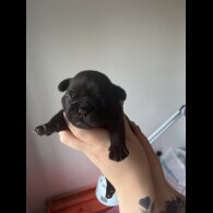 French Bulldog - Both