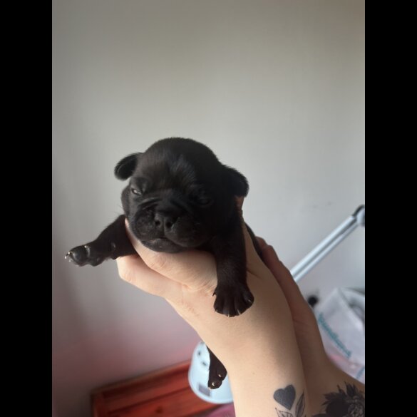 French Bulldog - Both