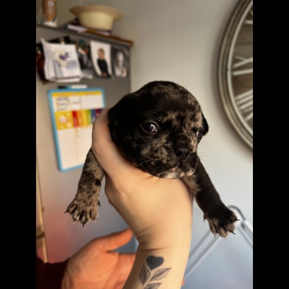 French Bulldog - Both
