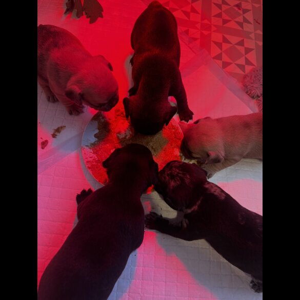 French Bulldog - Both