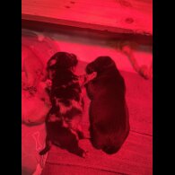 French Bulldog - Both