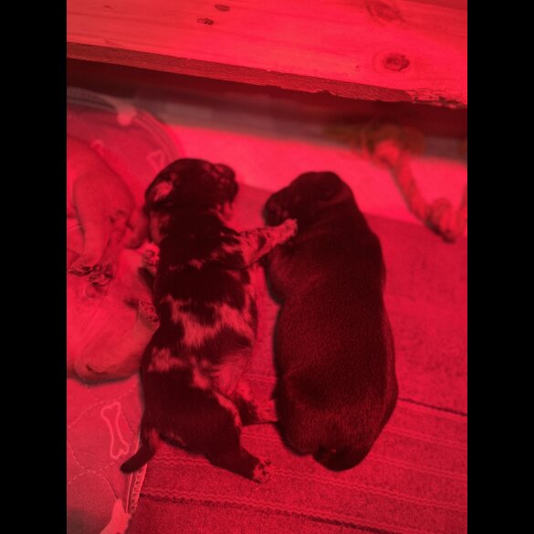 French Bulldog - Both