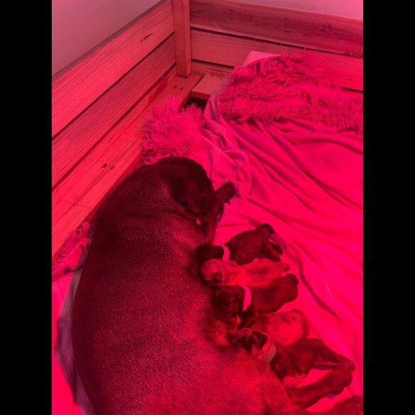 French Bulldog - Both