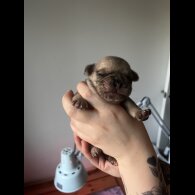 French Bulldog - Both