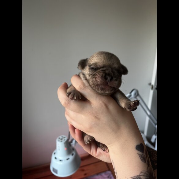 French Bulldog - Both