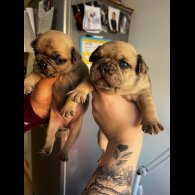 French Bulldog - Both