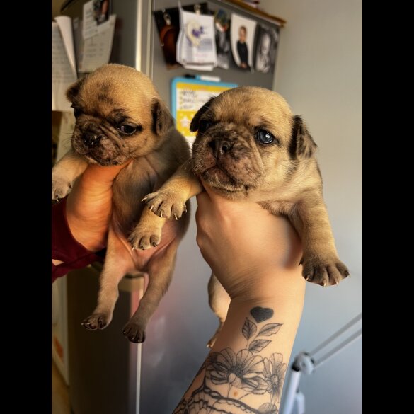 French Bulldog - Both