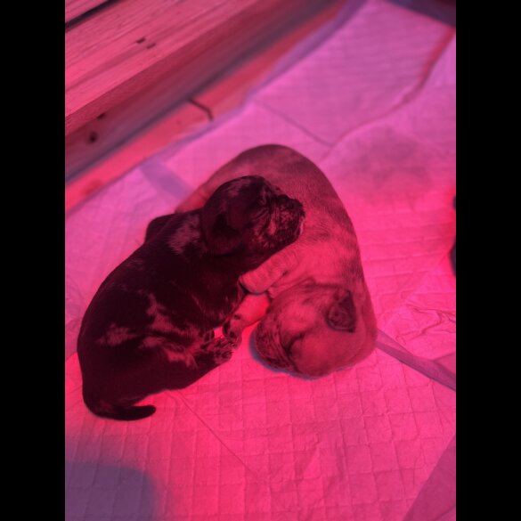 French Bulldog - Both