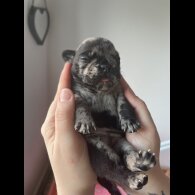 French Bulldog - Both