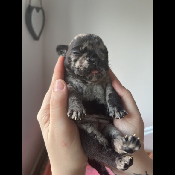French Bulldog - Both