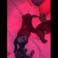 French Bulldog - Both