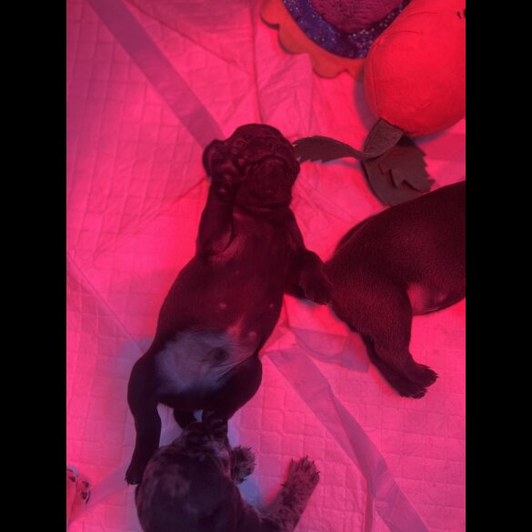 French Bulldog - Both