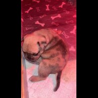 French Bulldog - Both