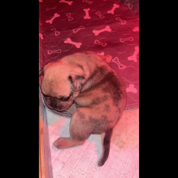 French Bulldog - Both