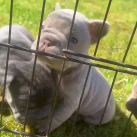 French Bulldog - Both