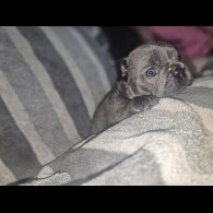 French Bulldog - Bitches