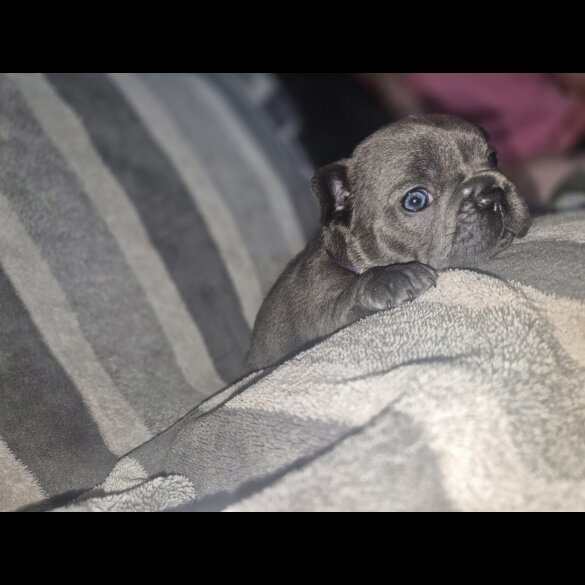 French Bulldog - Bitches