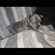 French Bulldog - Bitches