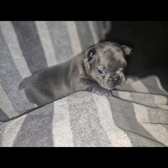 French Bulldog - Bitches