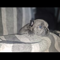 French Bulldog - Bitches
