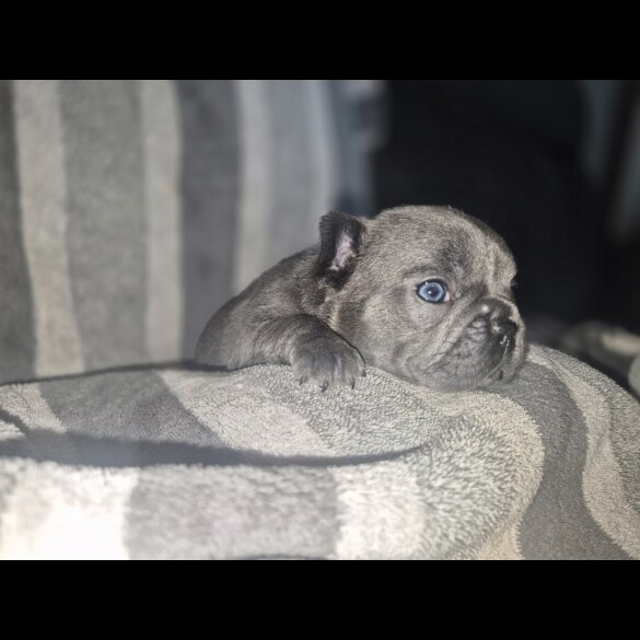 French Bulldog - Bitches