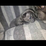 French Bulldog - Bitches