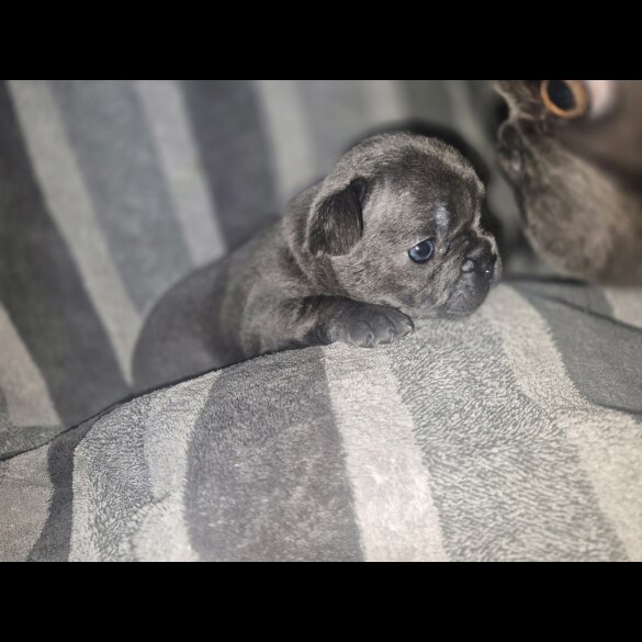 French Bulldog - Bitches