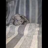 French Bulldog - Bitches