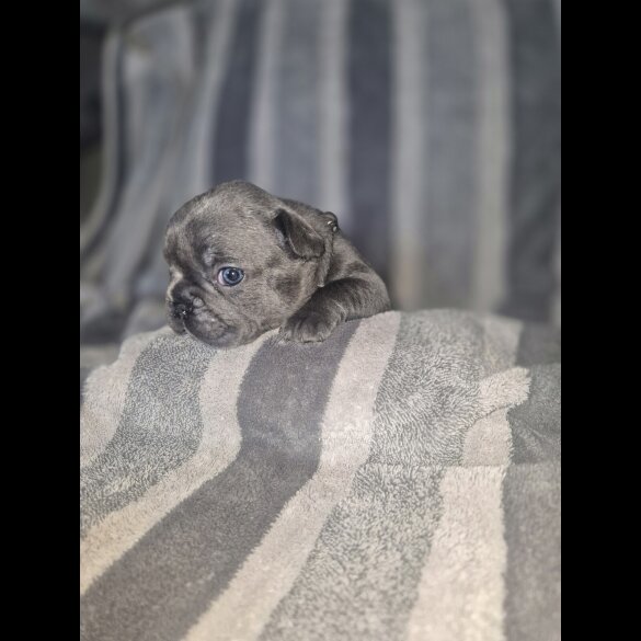French Bulldog - Bitches