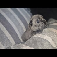 French Bulldog - Bitches