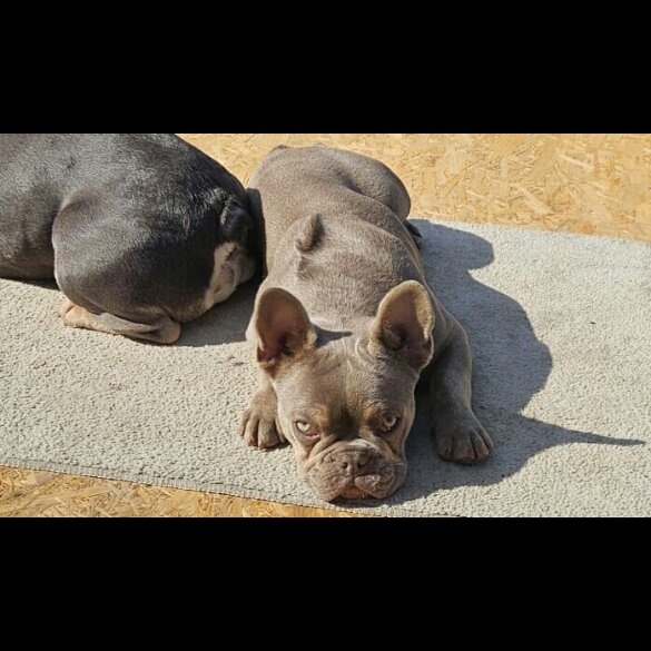 French Bulldog - Bitches