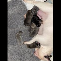 French Bulldog - Bitches