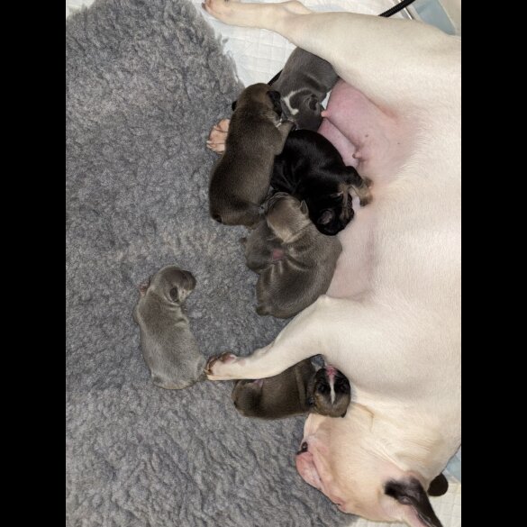 French Bulldog - Bitches