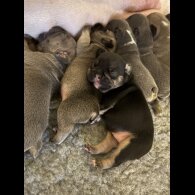 French Bulldog - Bitches