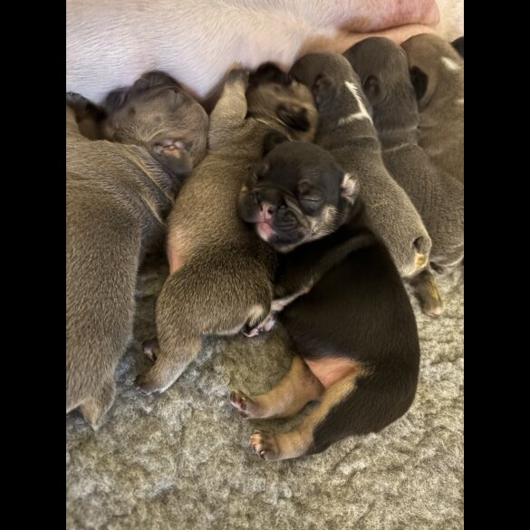 French Bulldog - Bitches