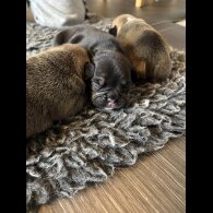 French Bulldog - Bitches