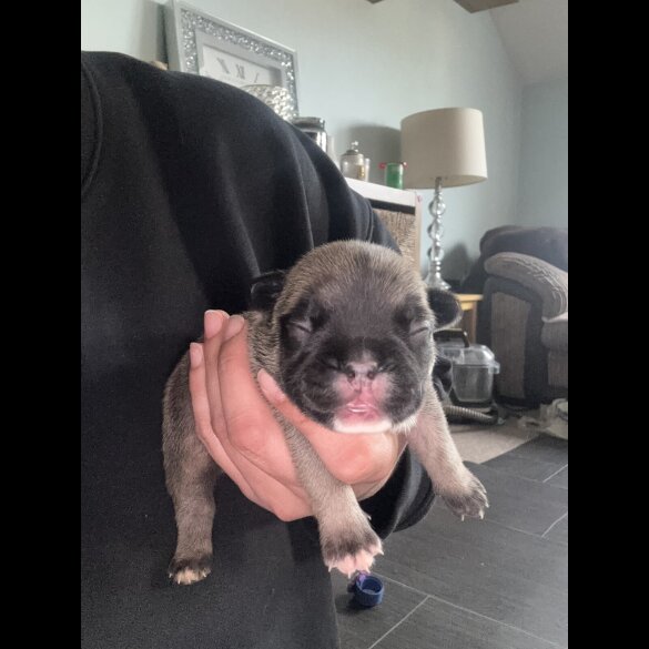 French Bulldog - Bitches